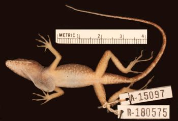 Media type: image;   Herpetology R-180575